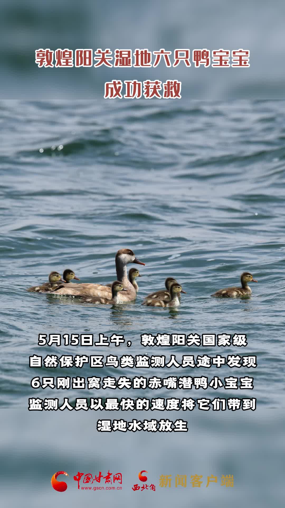 敦煌阳关湿地六只鸭宝宝成功获救